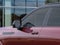 2026 Cadillac ESCALADE IQL Premium Sport